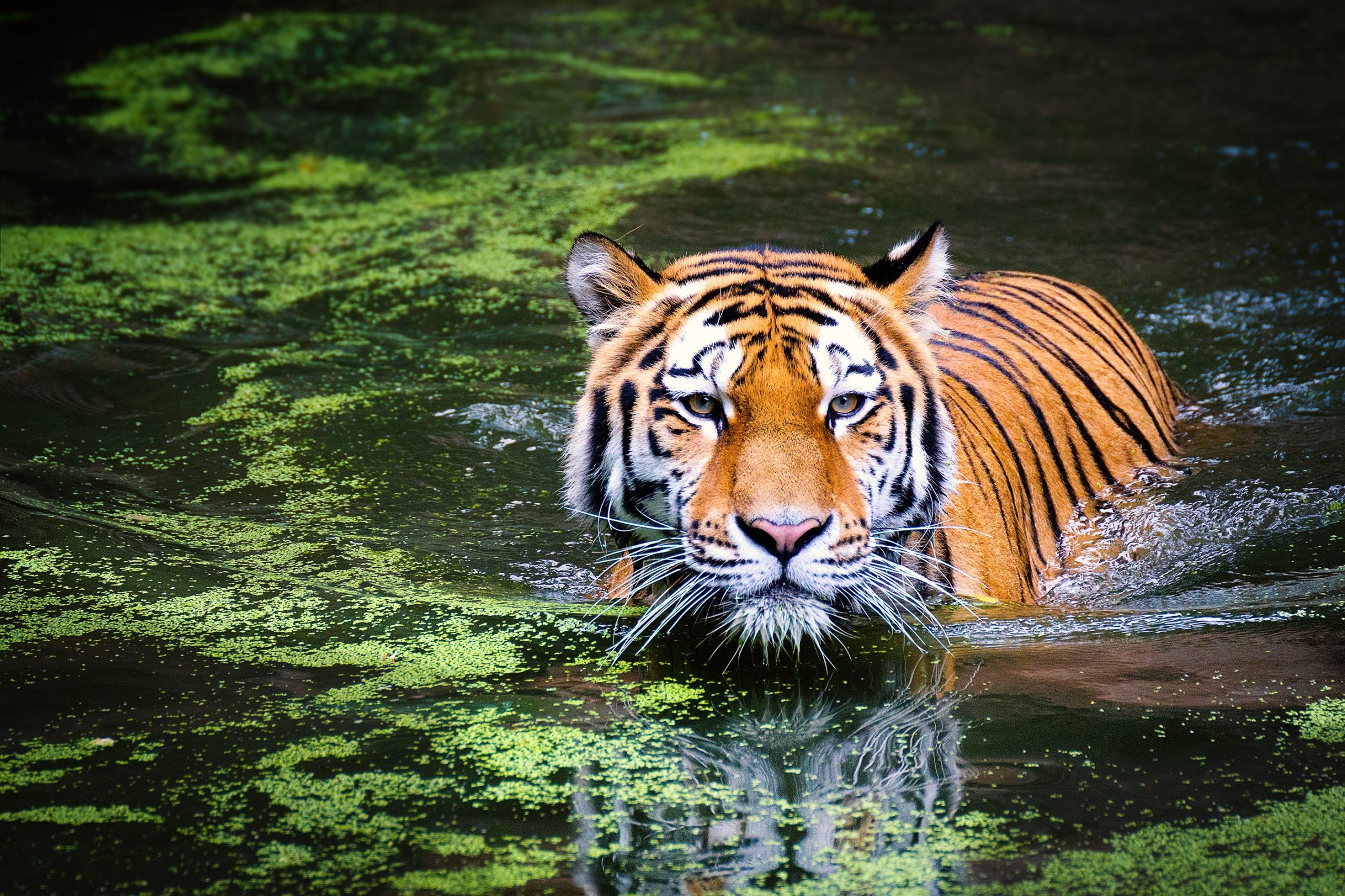Bardia National Park Tour