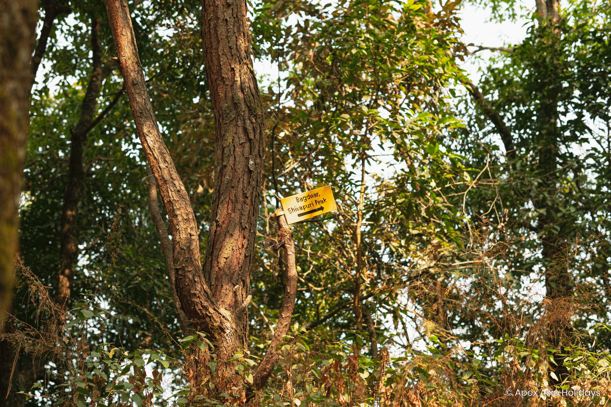 Bagdwar Shivapuri Peak