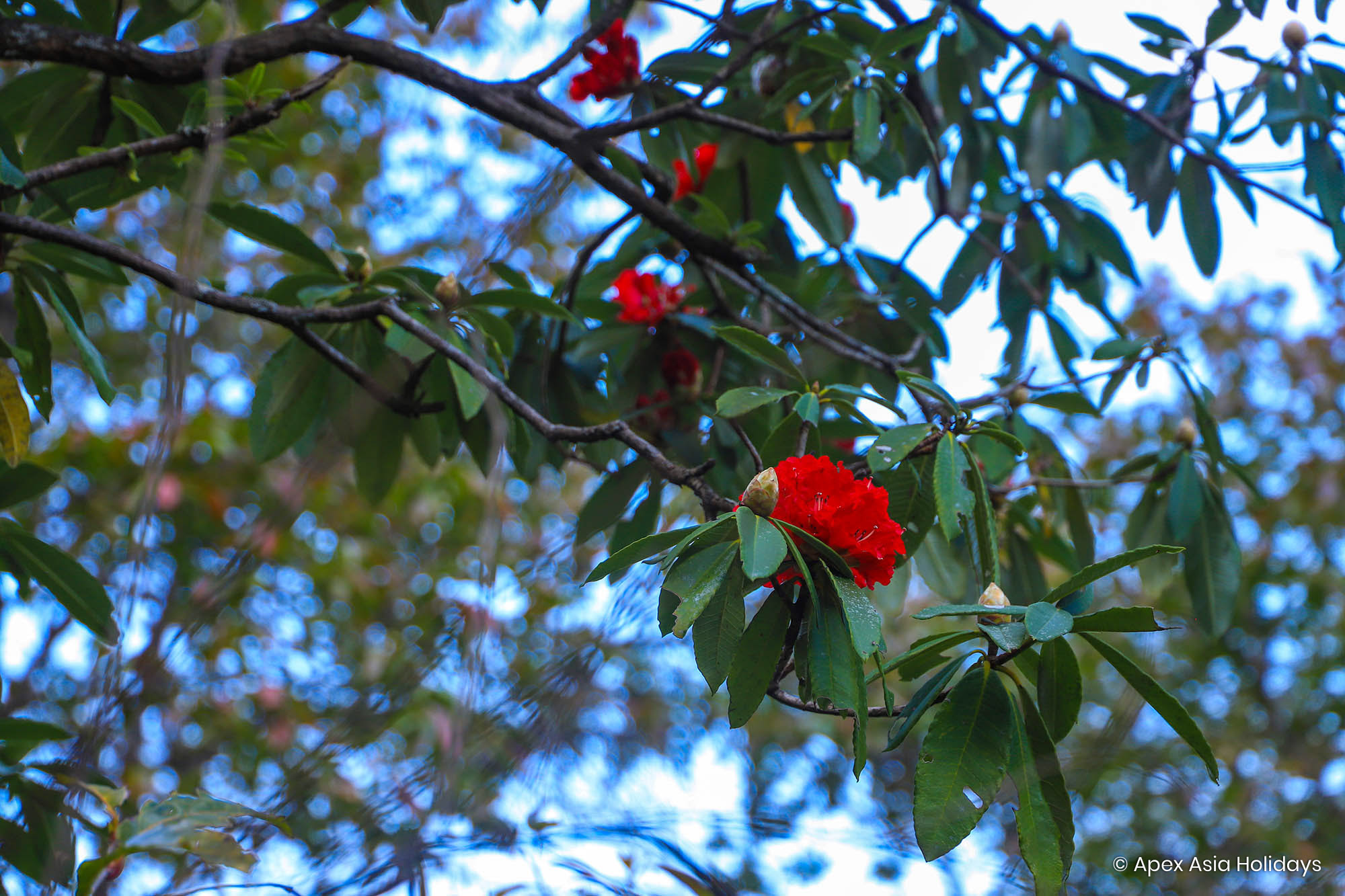 Red Rhododendron