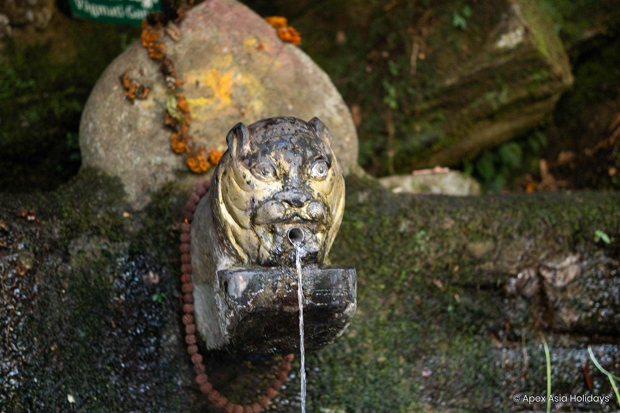 Tiger Mouth Tap Bagdwar